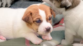 Young Jack Russell Terrier puppies sitting together on a blanket